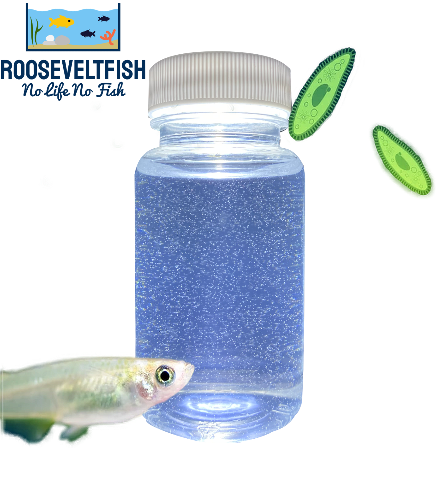 Paramecium Caudatum, Living microorganism starter culture, include small pipette