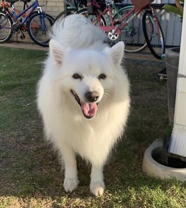 Pomeranian X Japanese Spitz Dogs Puppies Gumtree Australia Rockingham Area Port Kennedy