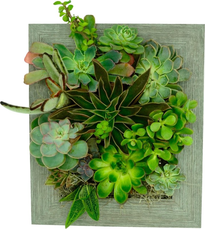 Wall Planter (8x10) - Instant Vertical Succulents Herbs Indoor Garden