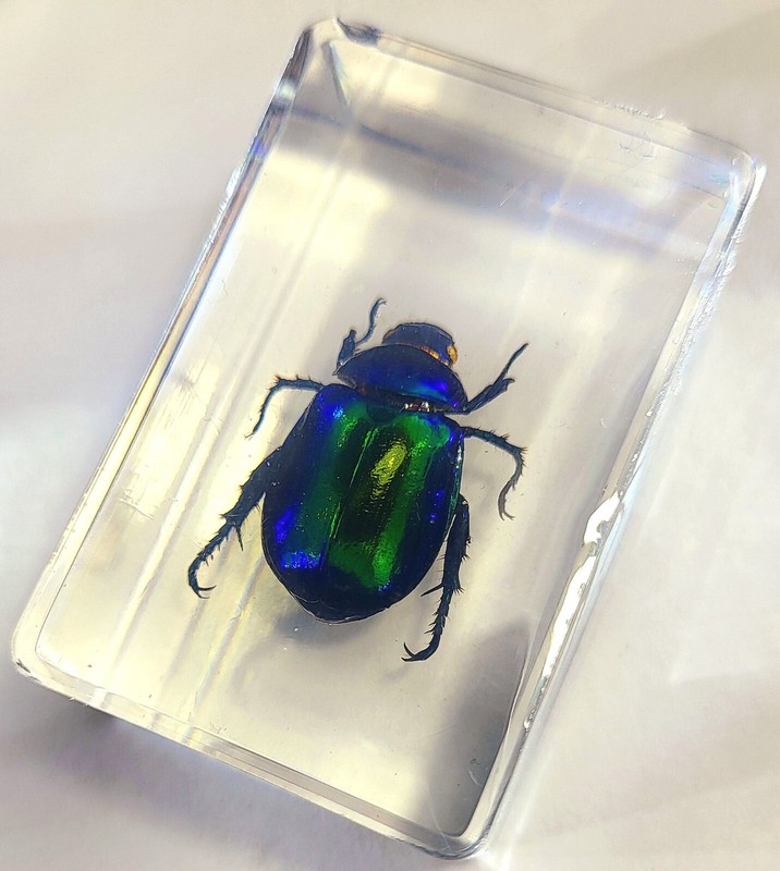 44mm Real Colorful Scarab Beetle in Clear Lucite Science Education