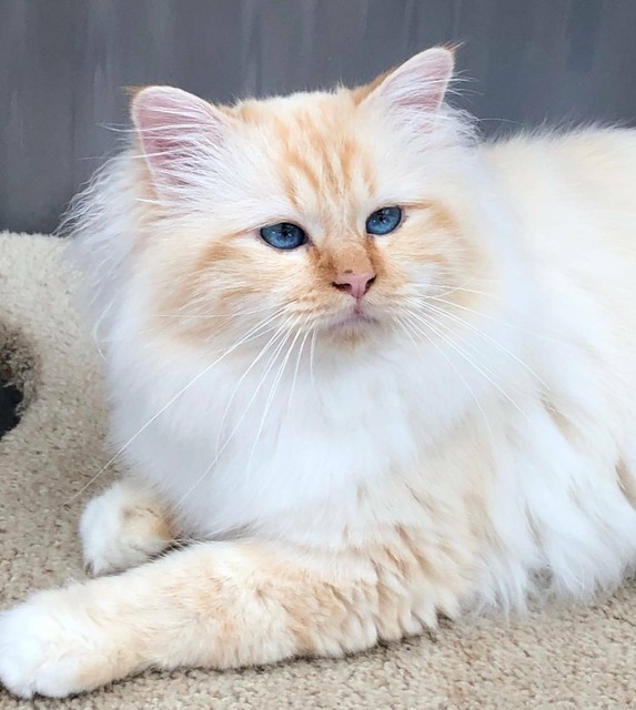 Red Tabby Point Birman Cats Kittens Gumtree Red Tabby Point Birman Cats Kittens Gumtree