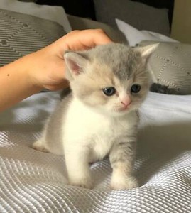 British Shorthair Kitten Rare Golden Blue Shaded Cats Kittens
