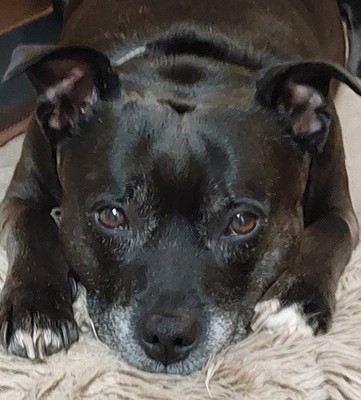 Photos de l'objet d'un acheteur vérifié