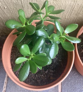 Money Tree Plant🍃$35each