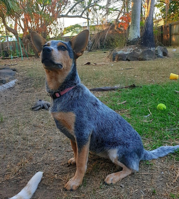 gumtree blue heeler