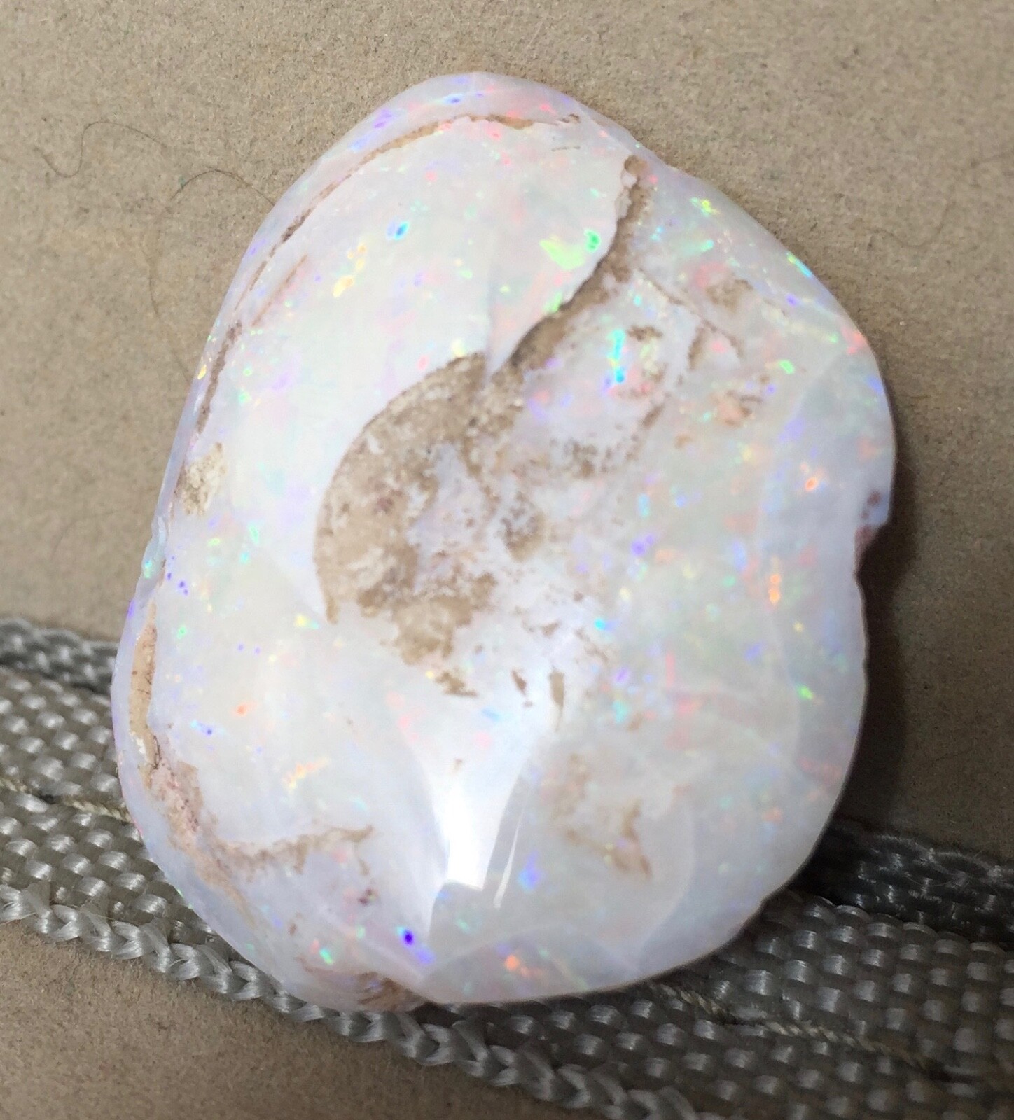 Australian Opal Fossil Shell 1 1/2