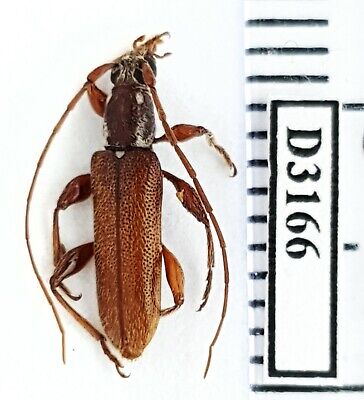 beetle Herculasia melaleuca Vietnam North... BO08 # lot of 10 pcs 5pairs