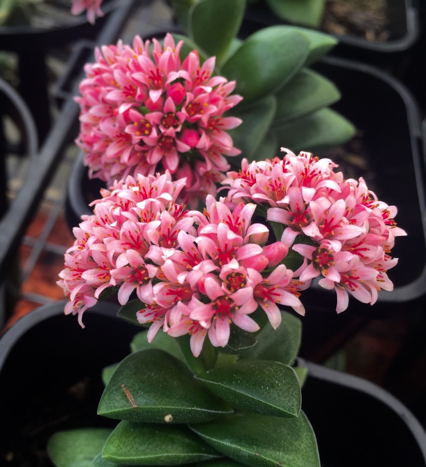 Other Plants, Seeds & Bulbs for sale Shop with Afterpay eBay AU