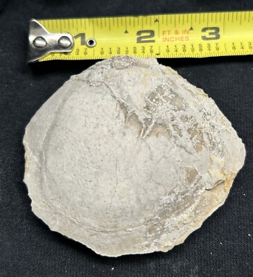 BIG Texas Fossil Bivalve Cyprimeria Texana Goodland Formation Clam, Tarrant Co