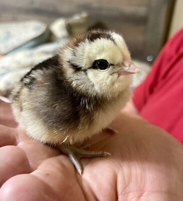 10+ Easter Egger  Hatching Eggs