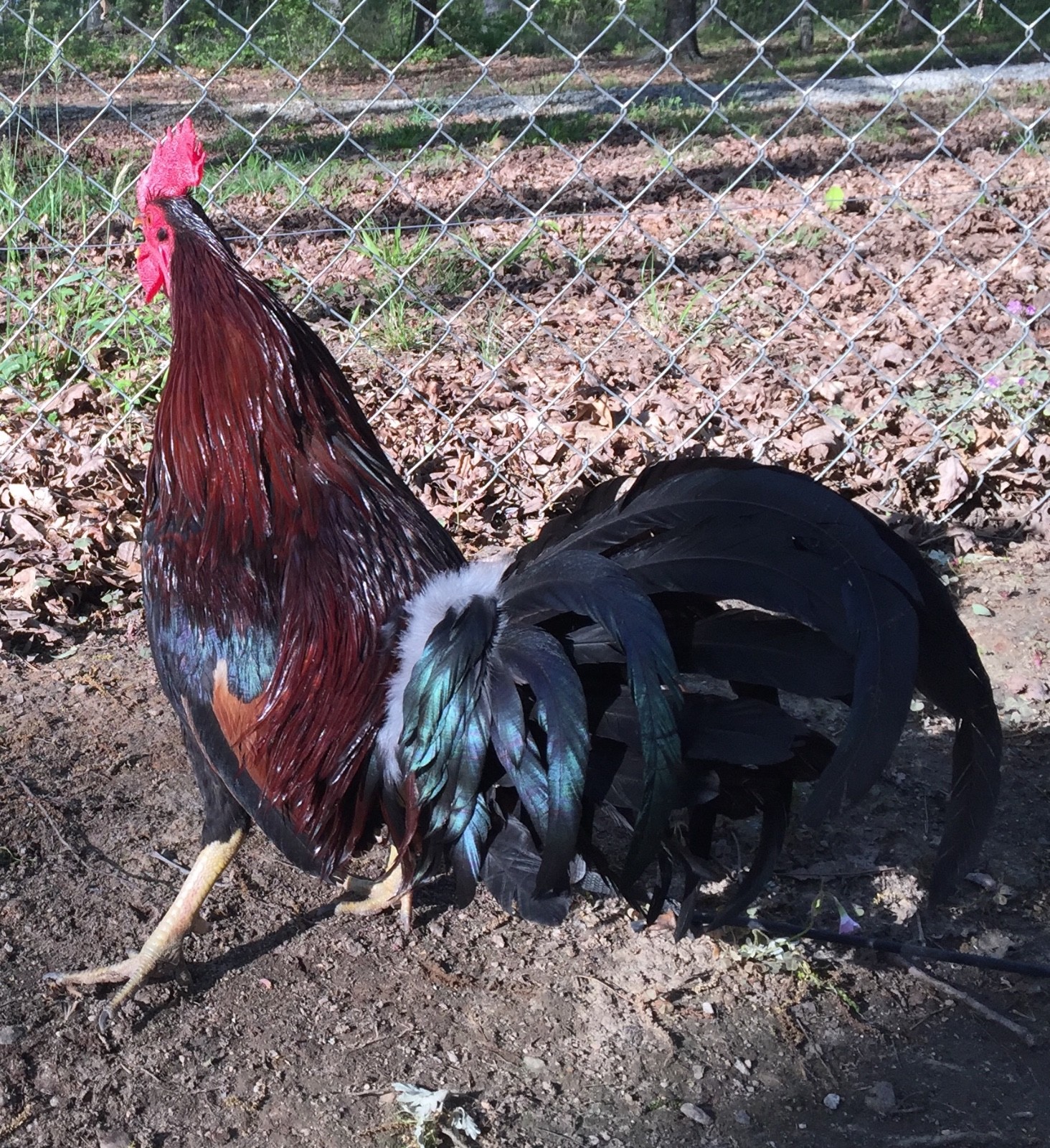 ASSORTED POULTRY CHICKEN HATCHING EGGS 8 NOTICE: