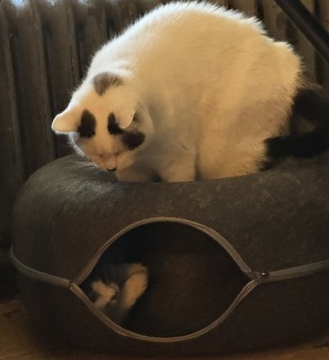 Fotos del artículo de un comprador verificado