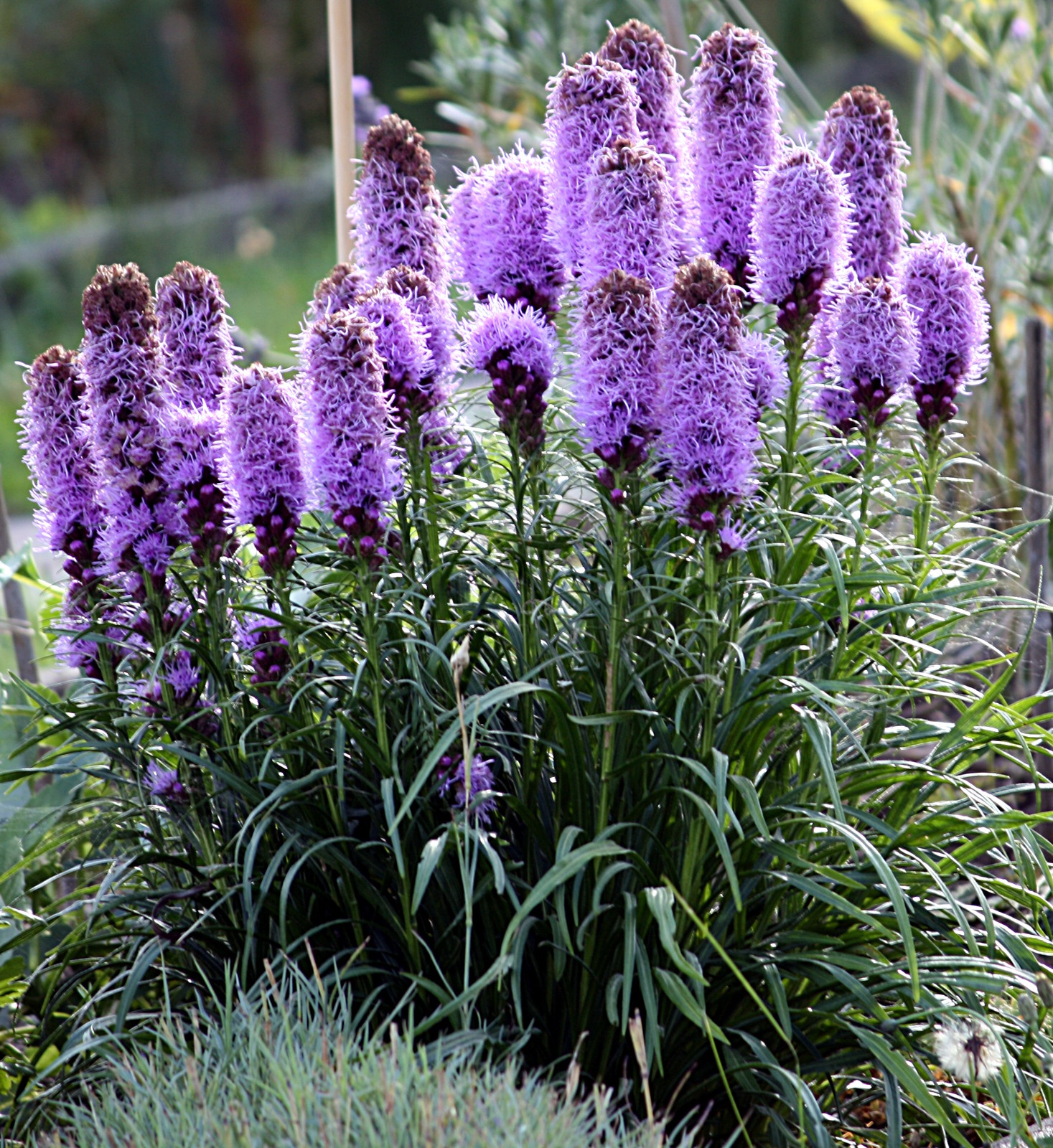 LIATRIS SPICATA 350 SEEDS PERENNIAL FLOWER eBay