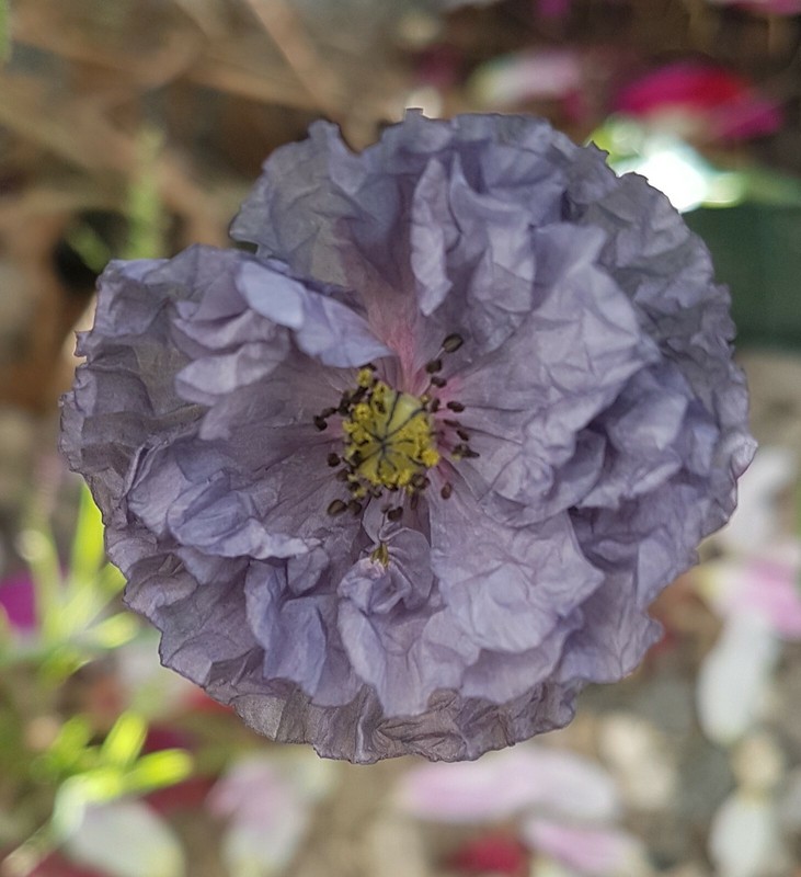 Klatschmohn *  Amazing Grey * Papaver Rhoeas  * 50  Blumensamen * Handverlesen