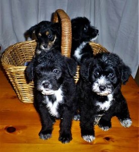 purebred red nose pitbull puppies