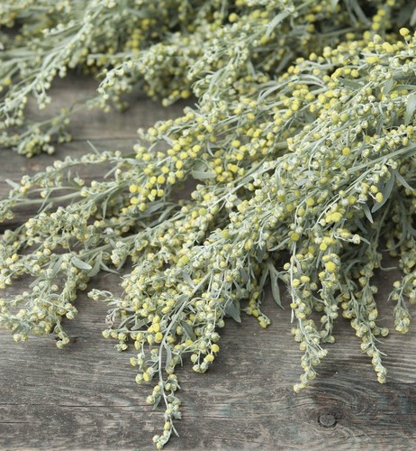 1000+ Absinthe Wormwood Seeds (Artemisia absinthium)  | Perennial - USA