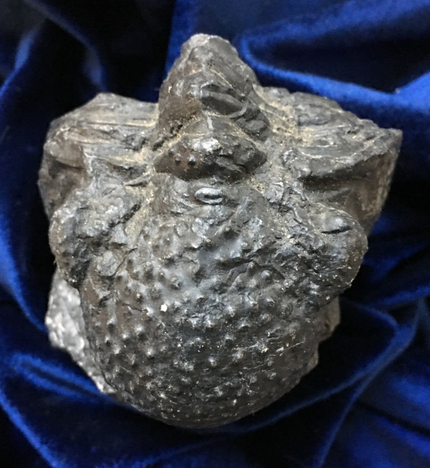 Trilobite fossil  DROTOPS ARMATUS Middle Devonian Trilobite 5 inches