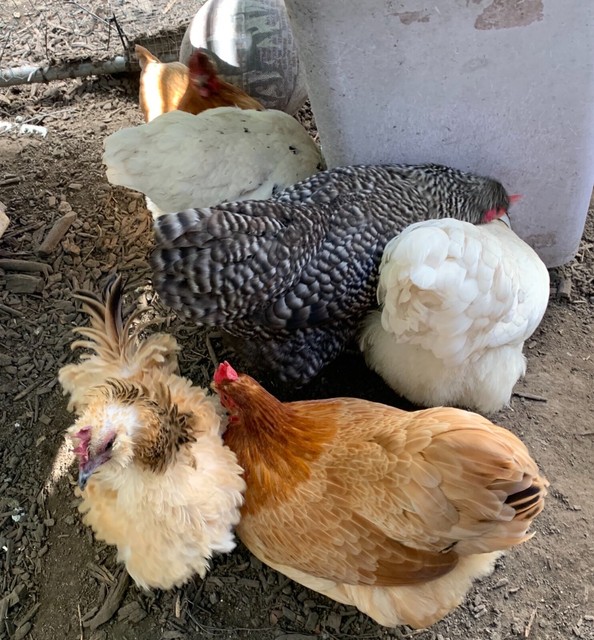 Download Bantam chickens chicks and laying hens | Birds | Gumtree ...