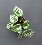 plantsdoor2door