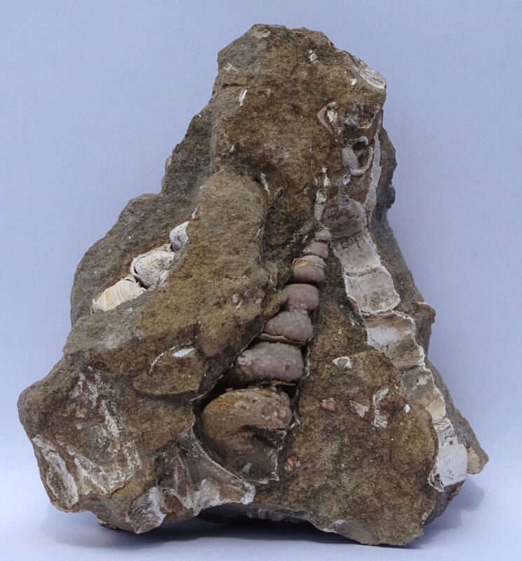 Fossil Turritella mortoni in Matrix--Calvert Cliffs, Maryland--Museum Benefit Pc