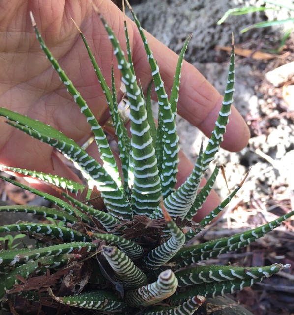 Succulent variegated zebra Plants Gumtree Australia