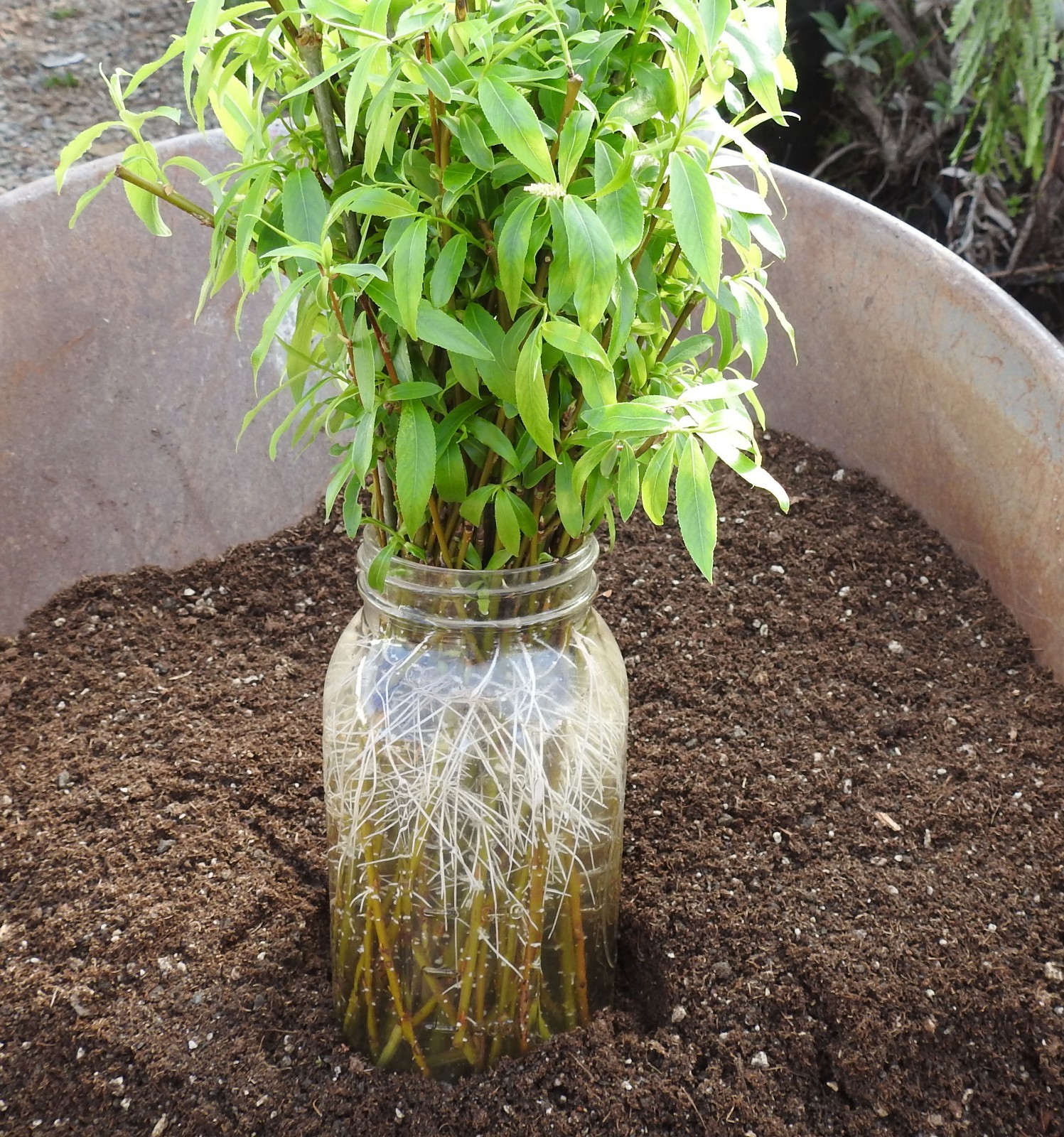 Weeping Willow Tree (12) Cuttings - Ready to root & plant