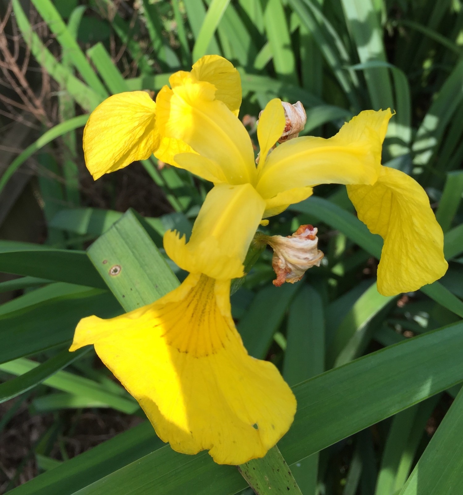 Louisiana Iris 