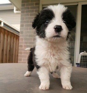 Fluffy Long Haired Male Border Collie Puppy Dogs Puppies