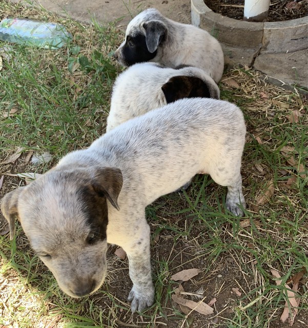 bull arab x cattle dog