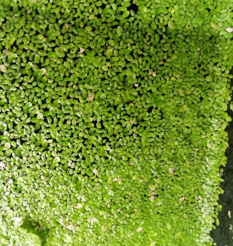 Lemna Minor, SchildkrÃ¶Ten- Garnelenfutter, Algenkiller, Wasserlinsen, 20,0g/Stck