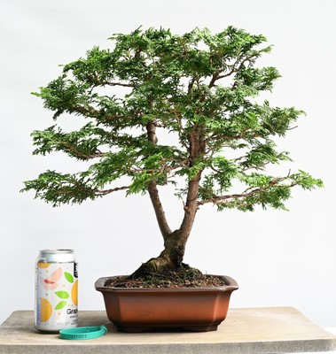 Hinoki Cypress Bonsai