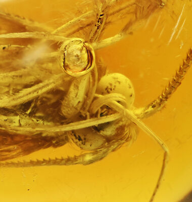 Detailed Trichoptera (Caddisfly), Fossil Inclusion in Dominican Amber