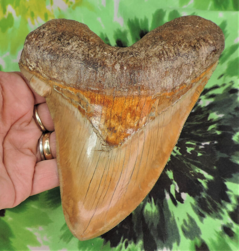 Megalodon Sharks Tooth 6 1/8" inch INDONESIAN fossil sharks teeth tooth