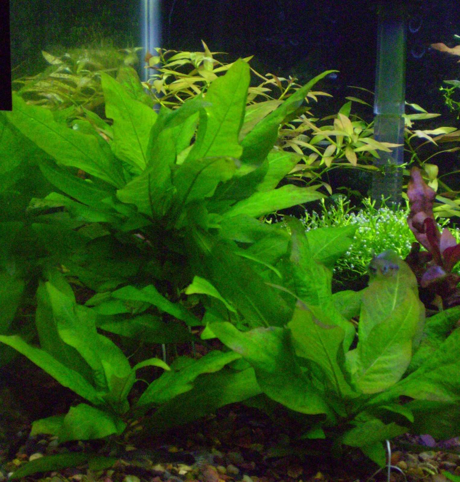 Plant Package- 40 stems- 7 species (Heat pack included)