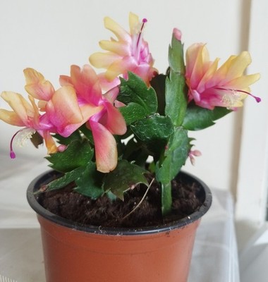 Thanksgiving Christmas Cactus Rooted Plant Schlumbergera Rare Hybrid Orange Pink