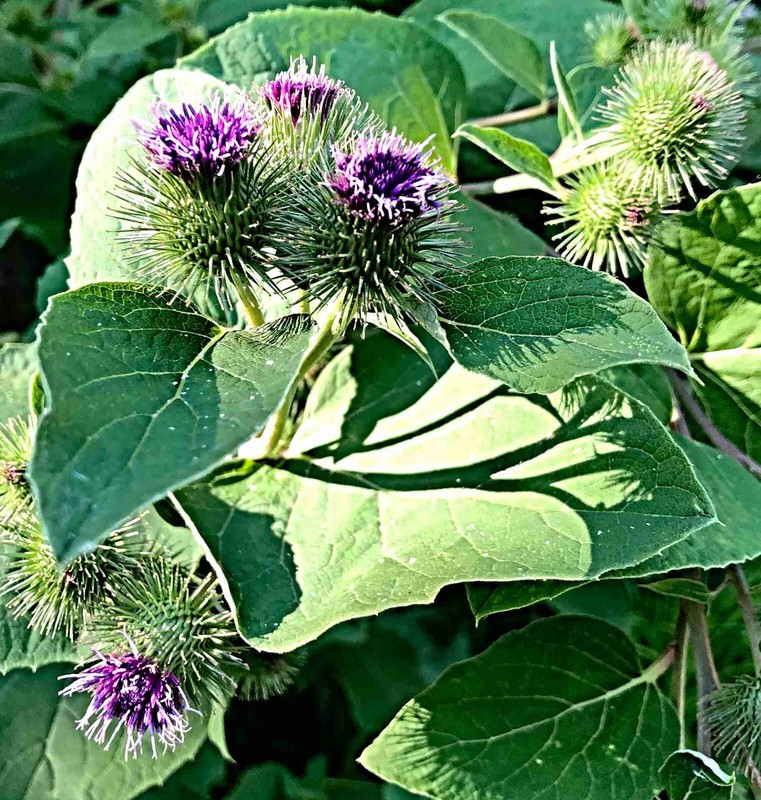 Grosse Klette Samen, Greater Burdock, Vorbild FÃ¼R Den KlettverschluÃ,Heilpflanze