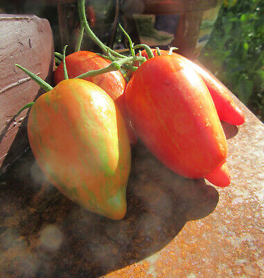 Speckled Roman Tomato : 20 Seeds : Striped Roman : Plum Tomato