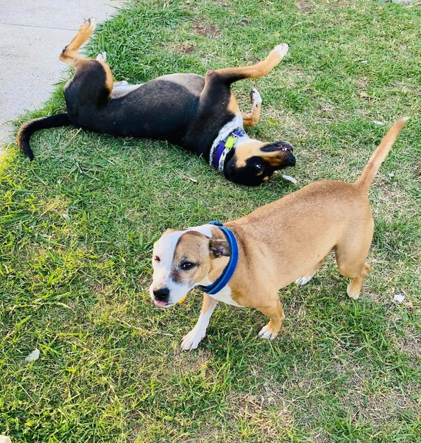 Foster Care Dogs Other Pet Services Gumtree