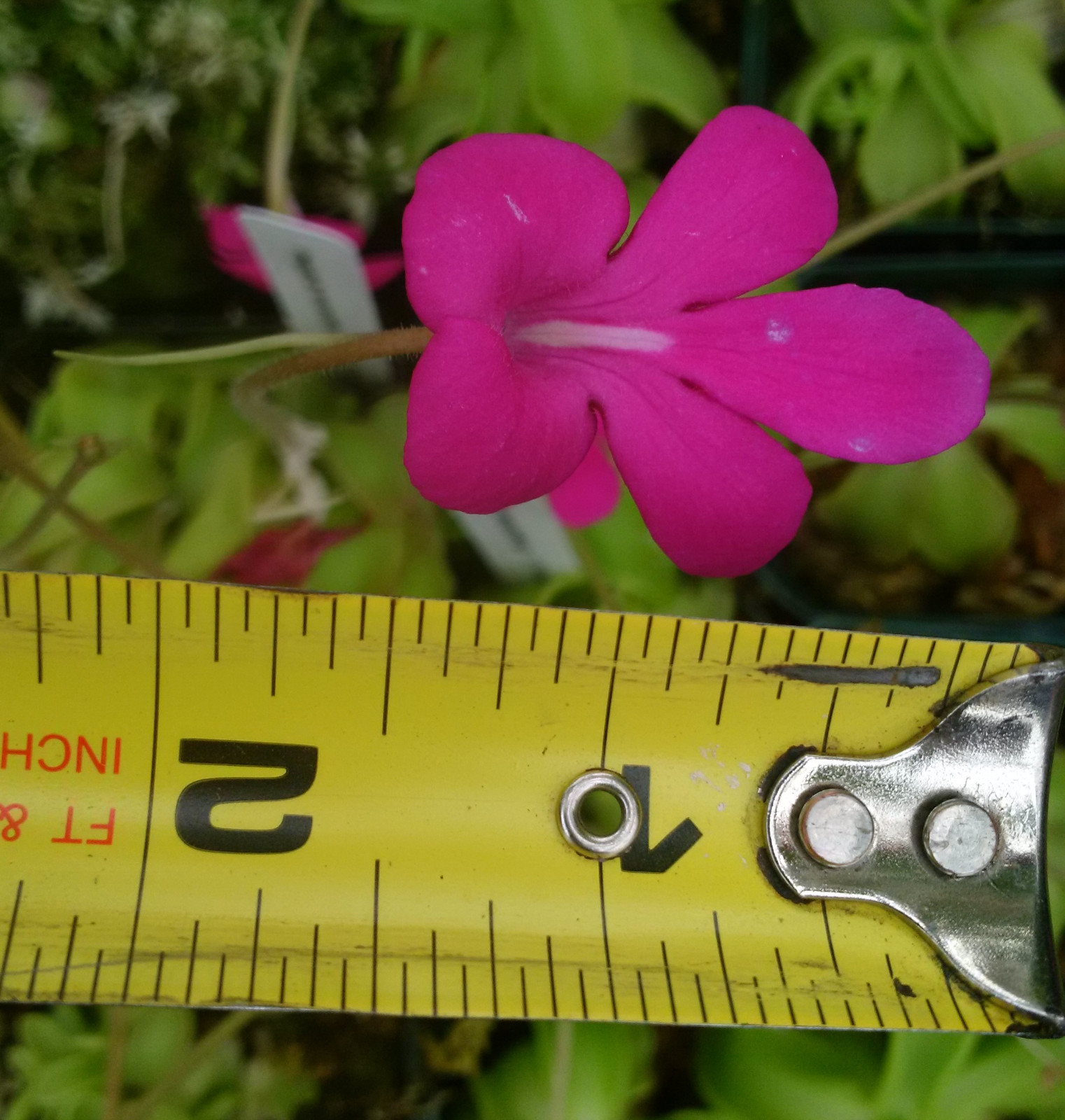 Купить Плотоядные растения Pinguicula mesophytica, rare epiphytic ...