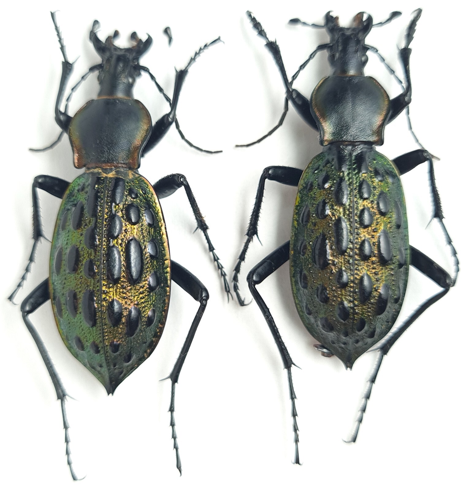 『片瞑り』~ Carabus blaptoides~ Carabidae, Carabus (Damaster) blaptoides ssp. rugipennis