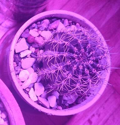 Foto dell'oggetto di un acquirente verificato