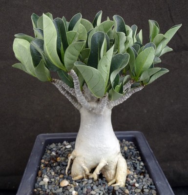 Adenium arabicum 'Thai Socotranum' (G)
