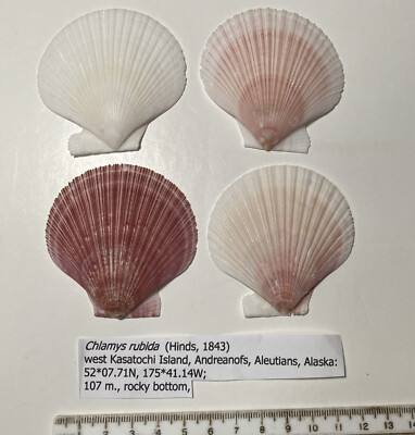 Cllamys Rubida - smooth scallop.  Collected in northern  Alaska. Great shape.
