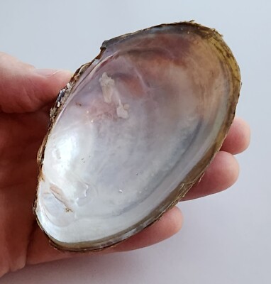 Beautiful Iridescent Freshwater Clam Shell Display Specimen - 4.25''