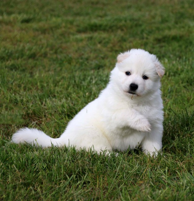 Collection 104+ Pictures swiss white shepherd dog puppy Stunning