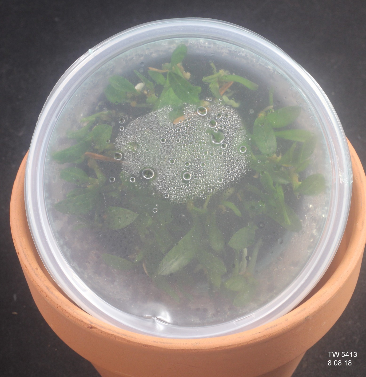 ORCHID FLASK: Oeceoclades monophylla