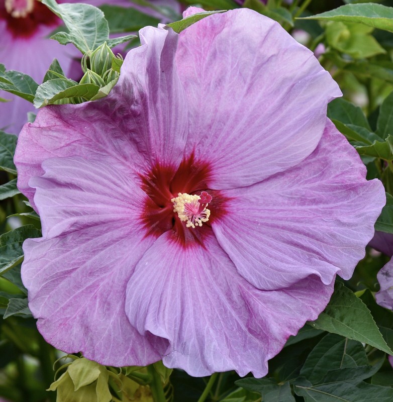 LILAC CRUSH Hardy Hibiscus -- Plant in 4.5