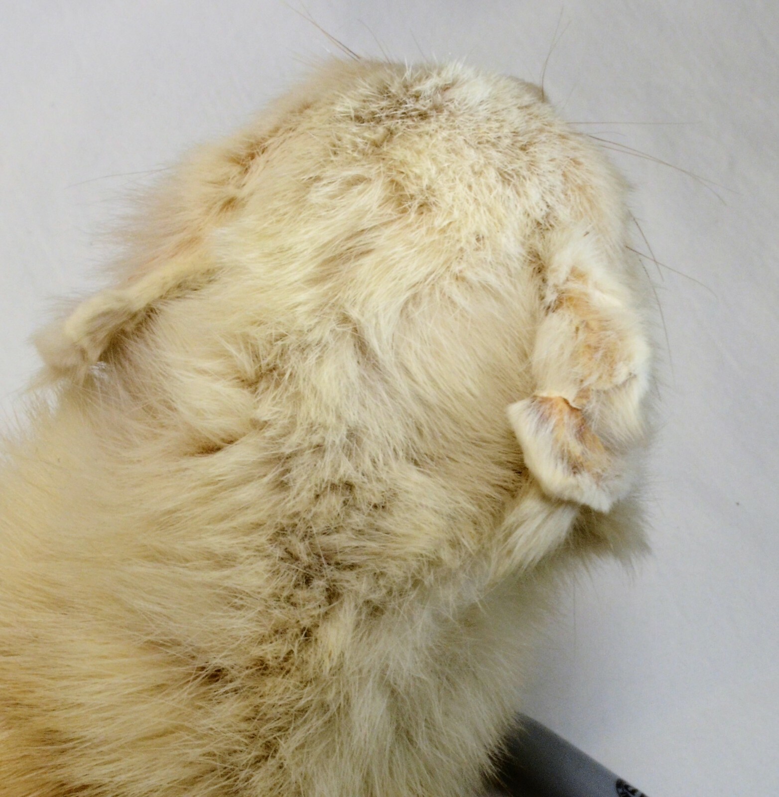 Taxidermy Weasel - Old Mount Broken Foot - For Repair