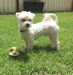 Maltese Puppy Gold Coast Goldenacresdogs Com