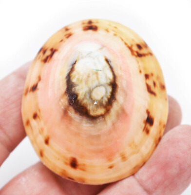 One Beautiful Large Dyed Limpet Shell (Pair) 2.5-3'' Beach Crafts Jewelry Art